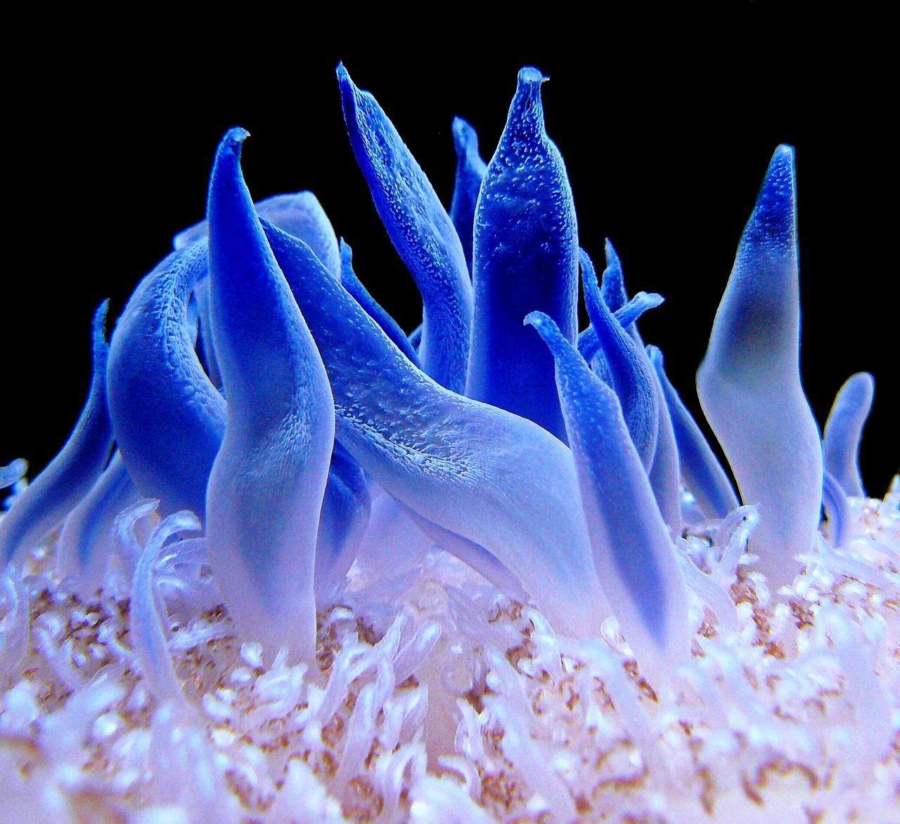 anemone-1391724_1280.jpg