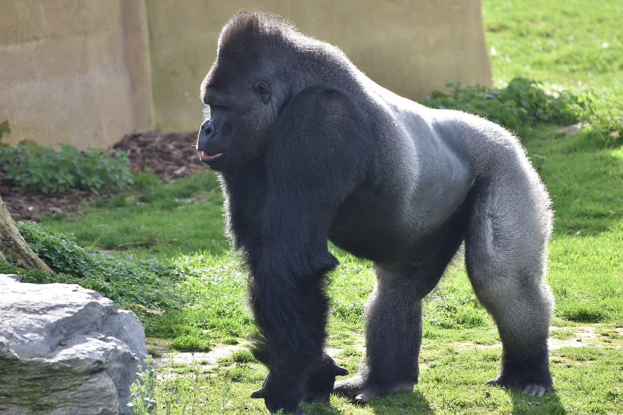 gorilla-4585409_1280.jpg