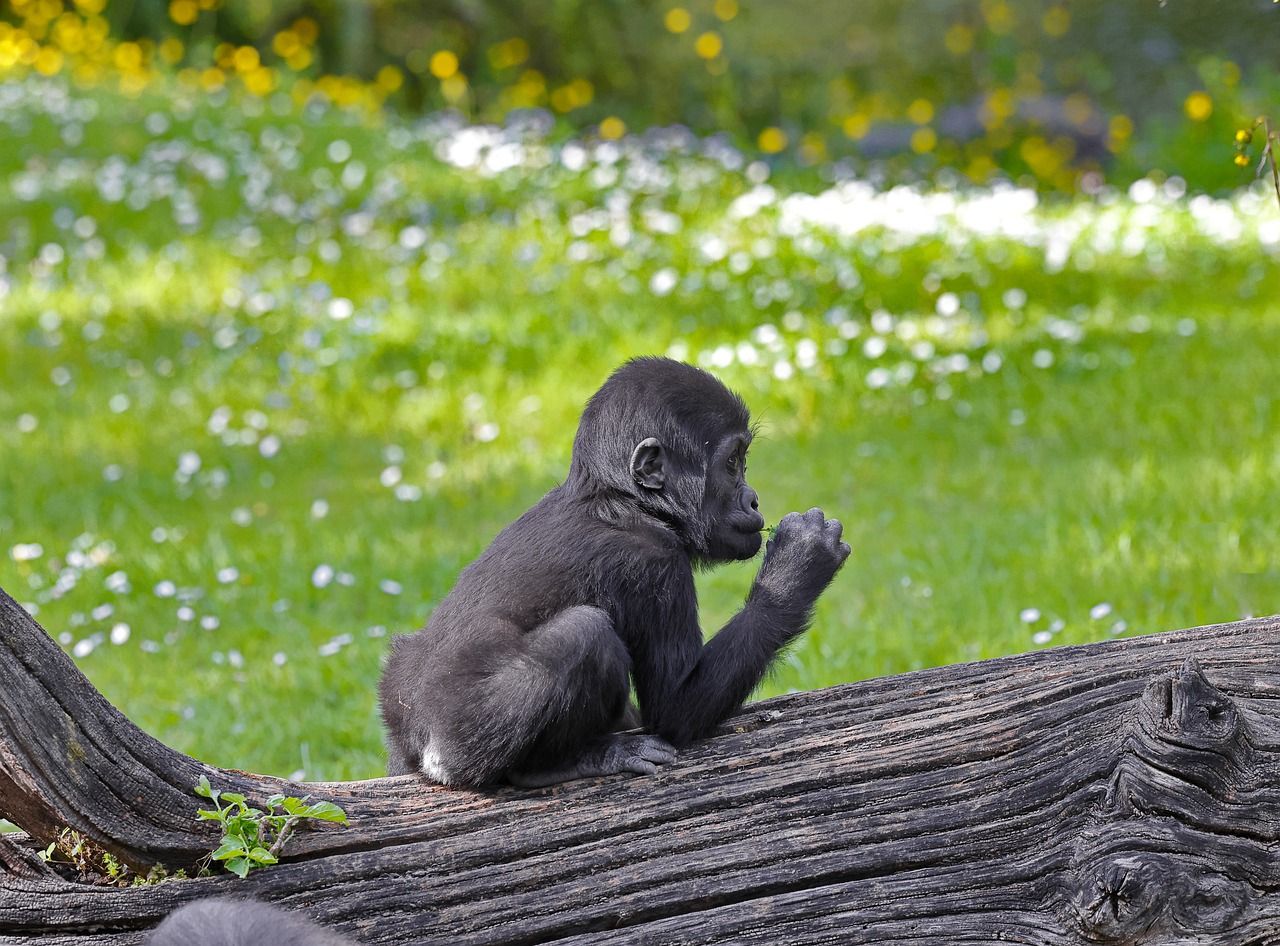 young-gorilla-7212279_1280.jpg