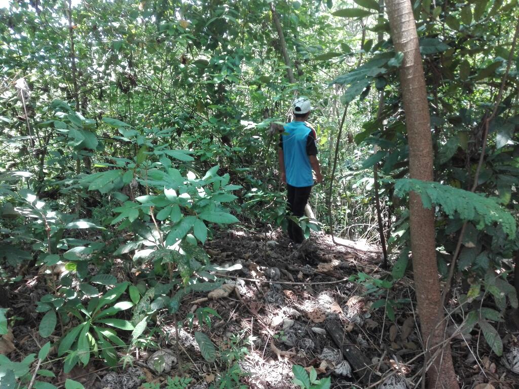 forestWalking.jpg