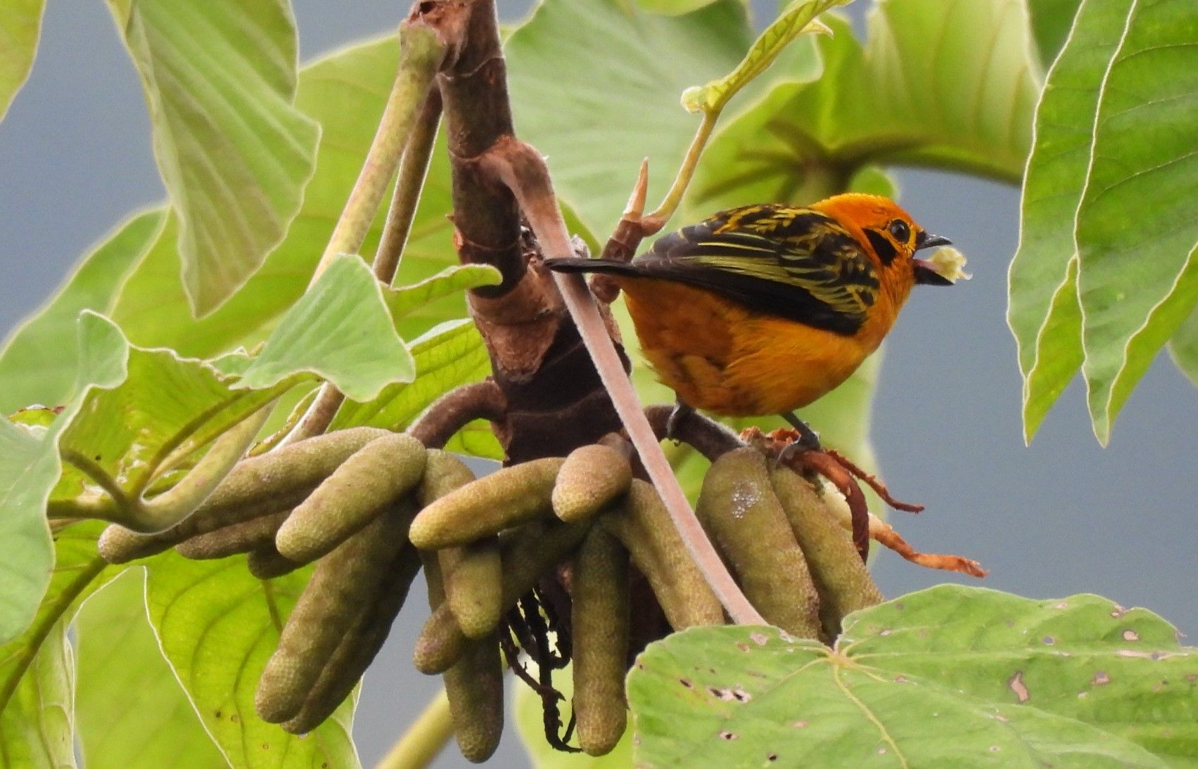 Golden Tananger-Tangara arthus.JPG