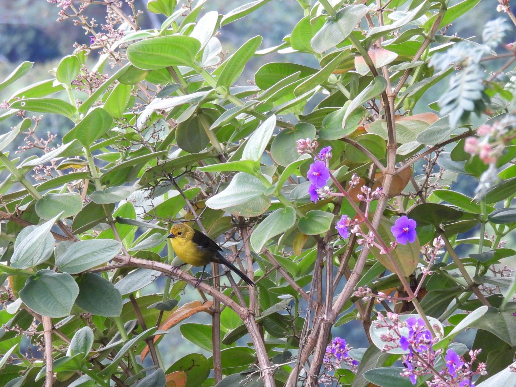 Atlapetes flaviceps.jpg