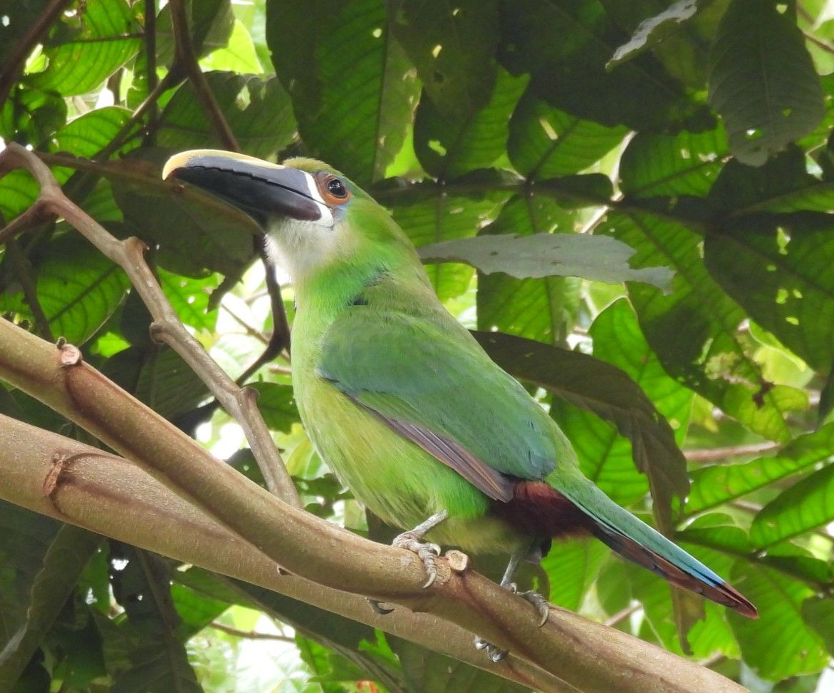Aulacorhynchus albivitta-Southern emerald toucanet.jpg.jpg