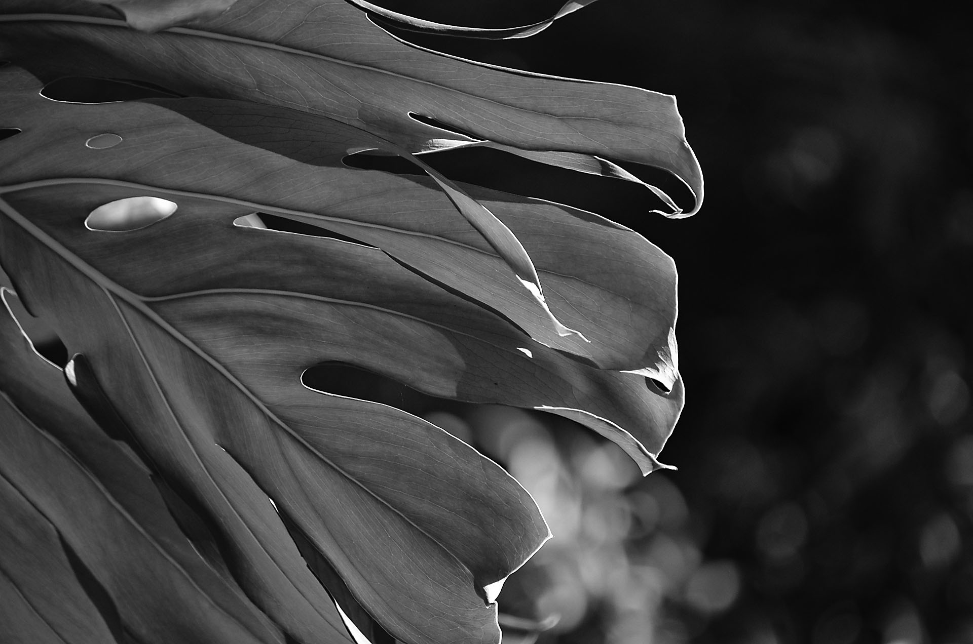 detalle 05.jpg