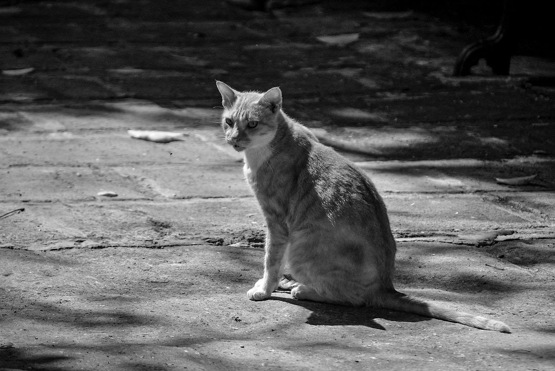 gato 02.jpg