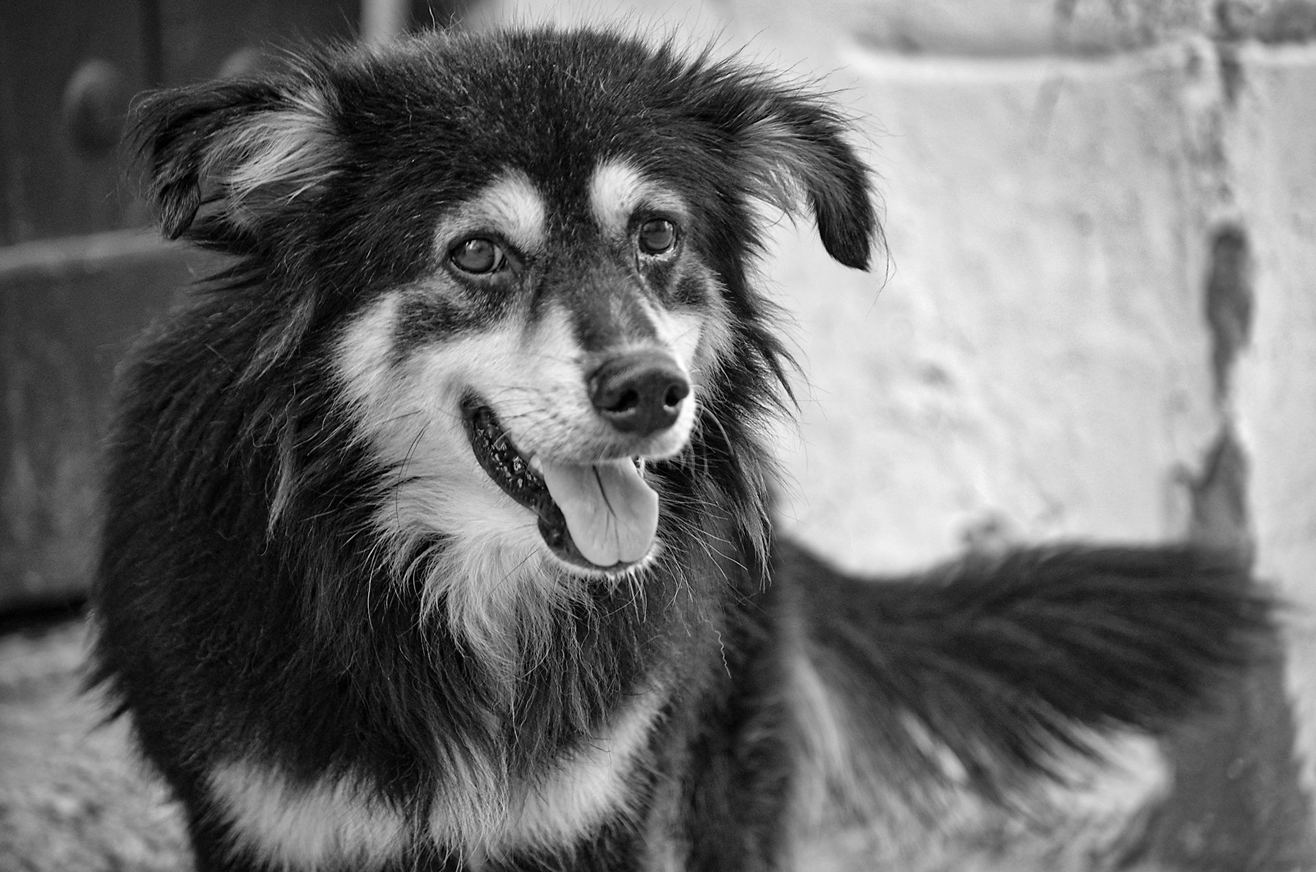 perro 03.jpg