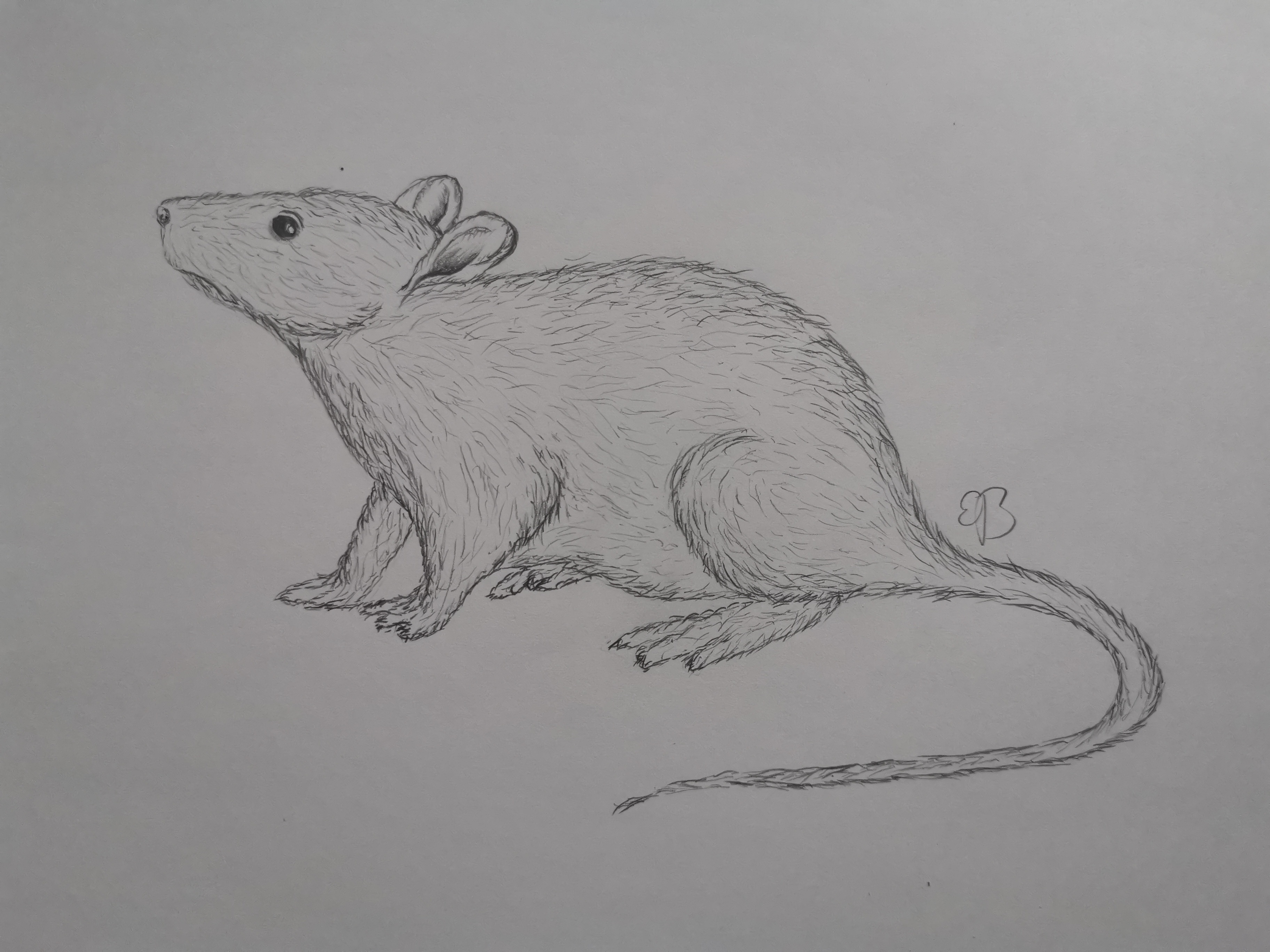 Как нарисовать крысу Лариску