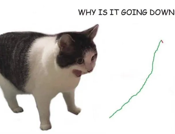 why-down-cat-upset.png
