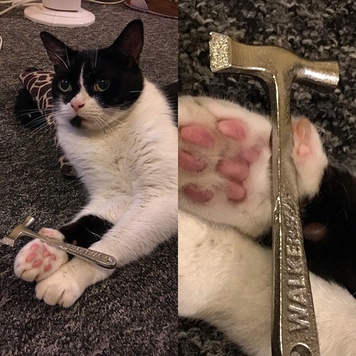 cat-hammer-punt.jpg