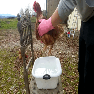 VID_20211225_153557_Trim (1).gif