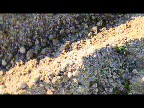 potatoes gif.gif