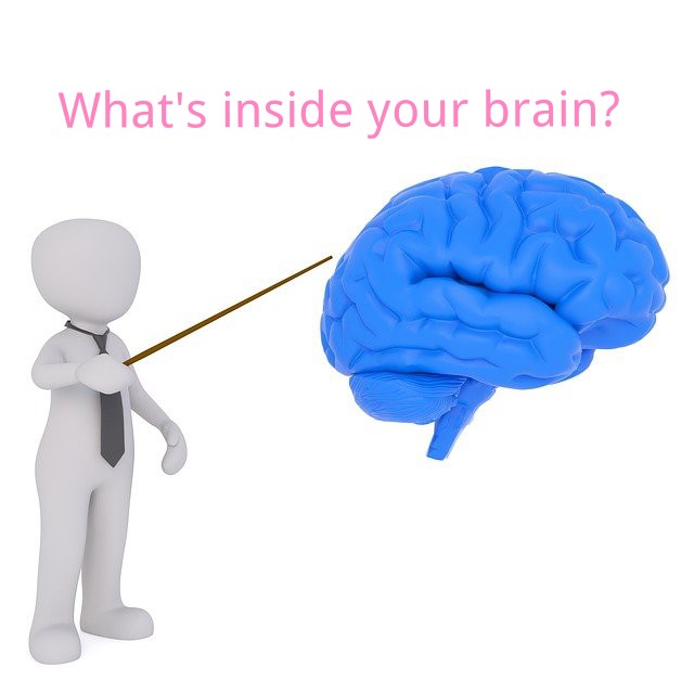 brain.jpg