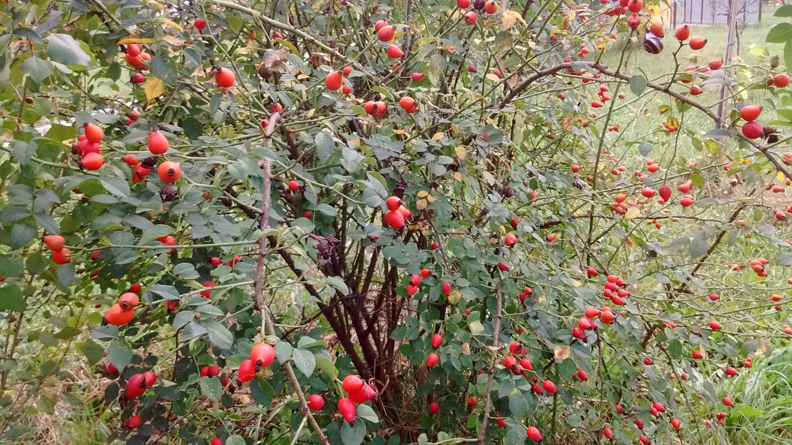 IMG_20180816_150238625++.jpg