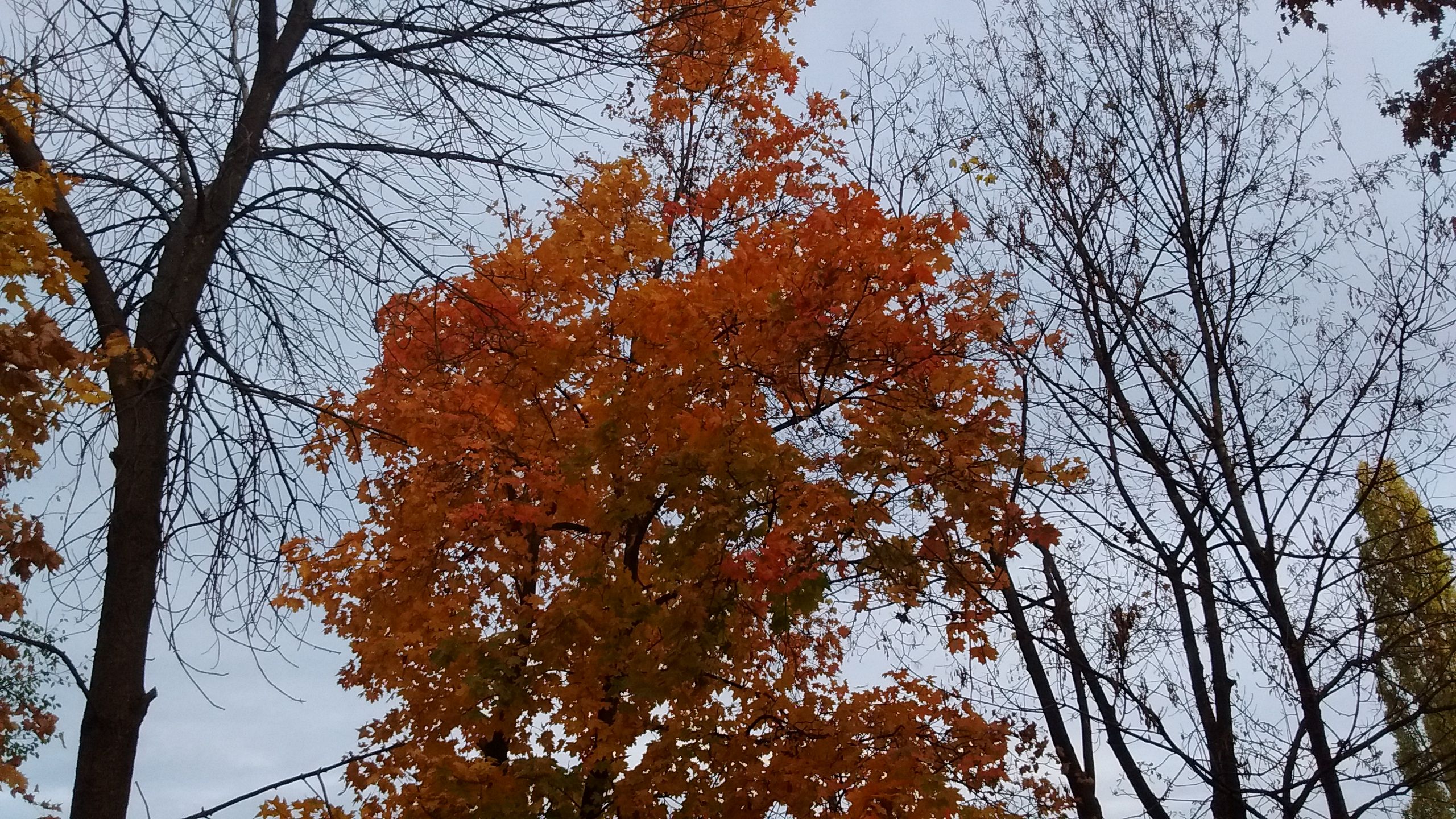 IMG_20191106_080513860++.jpg