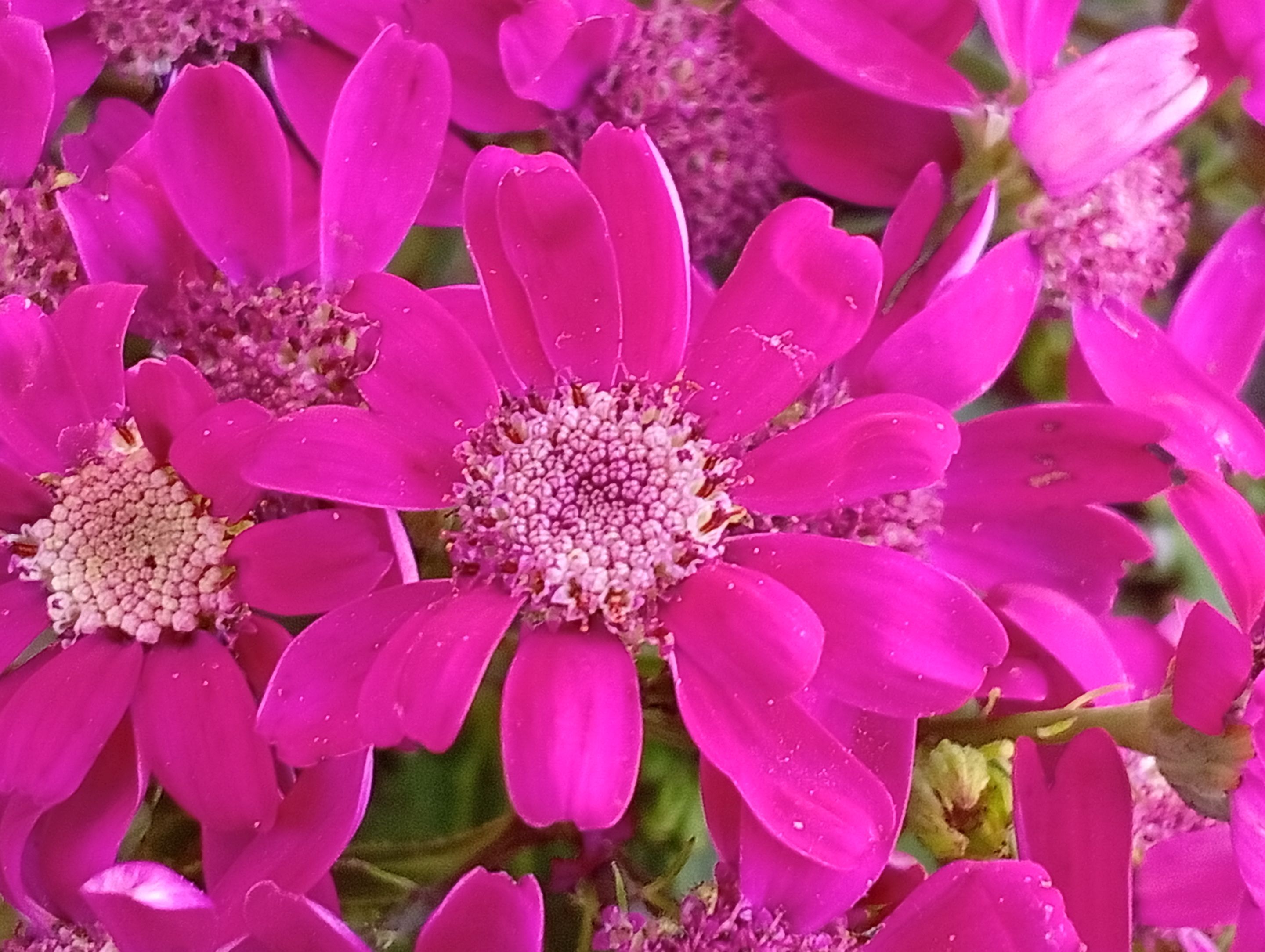 cineraria hibrida.jpg