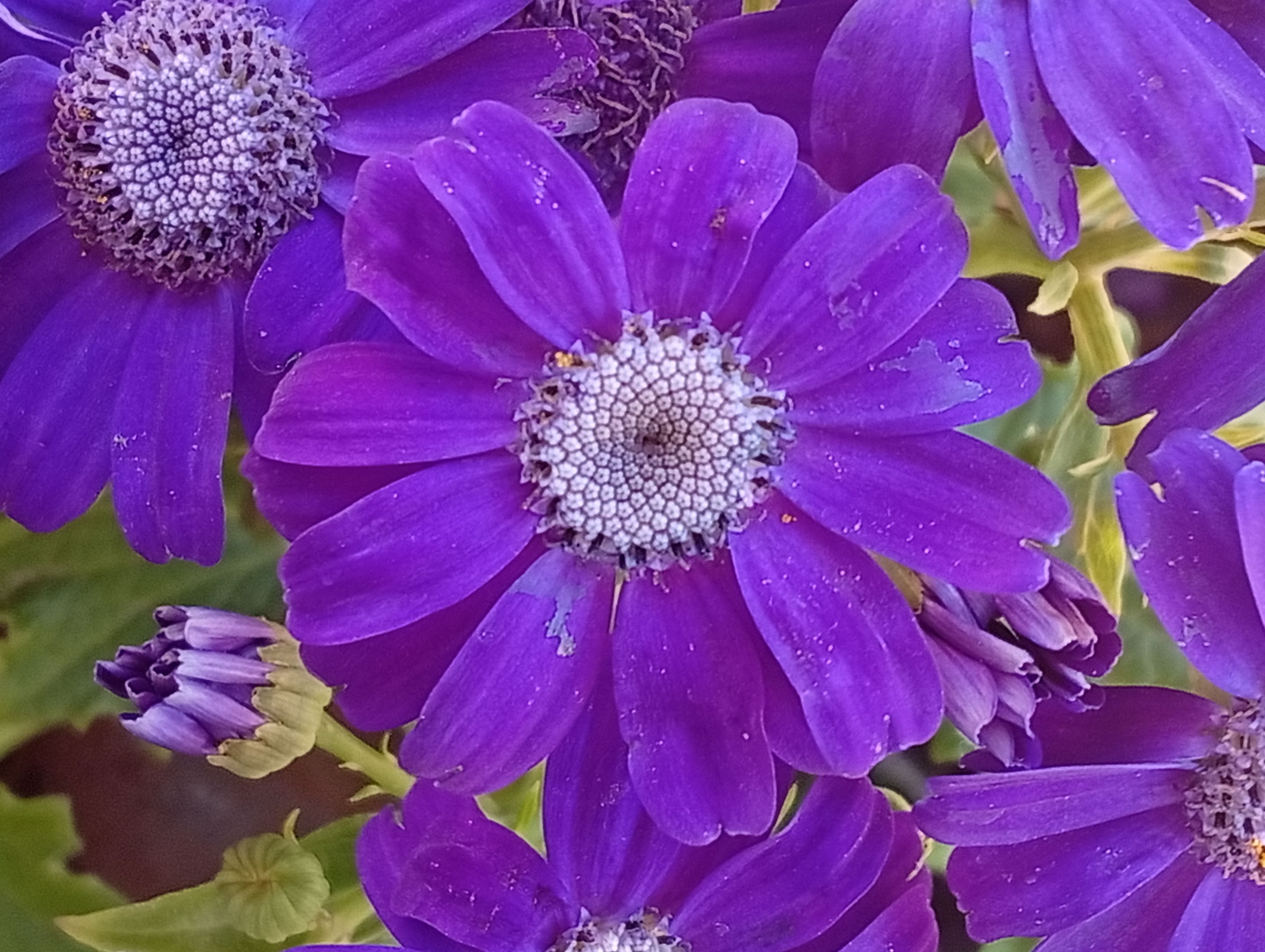 cineraria.jpg