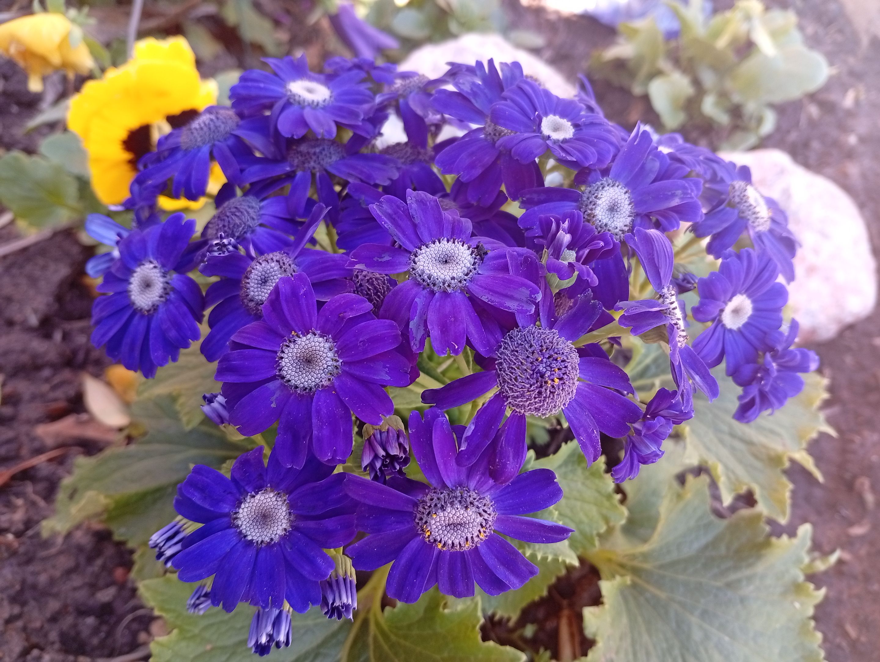 cinerarias.jpg