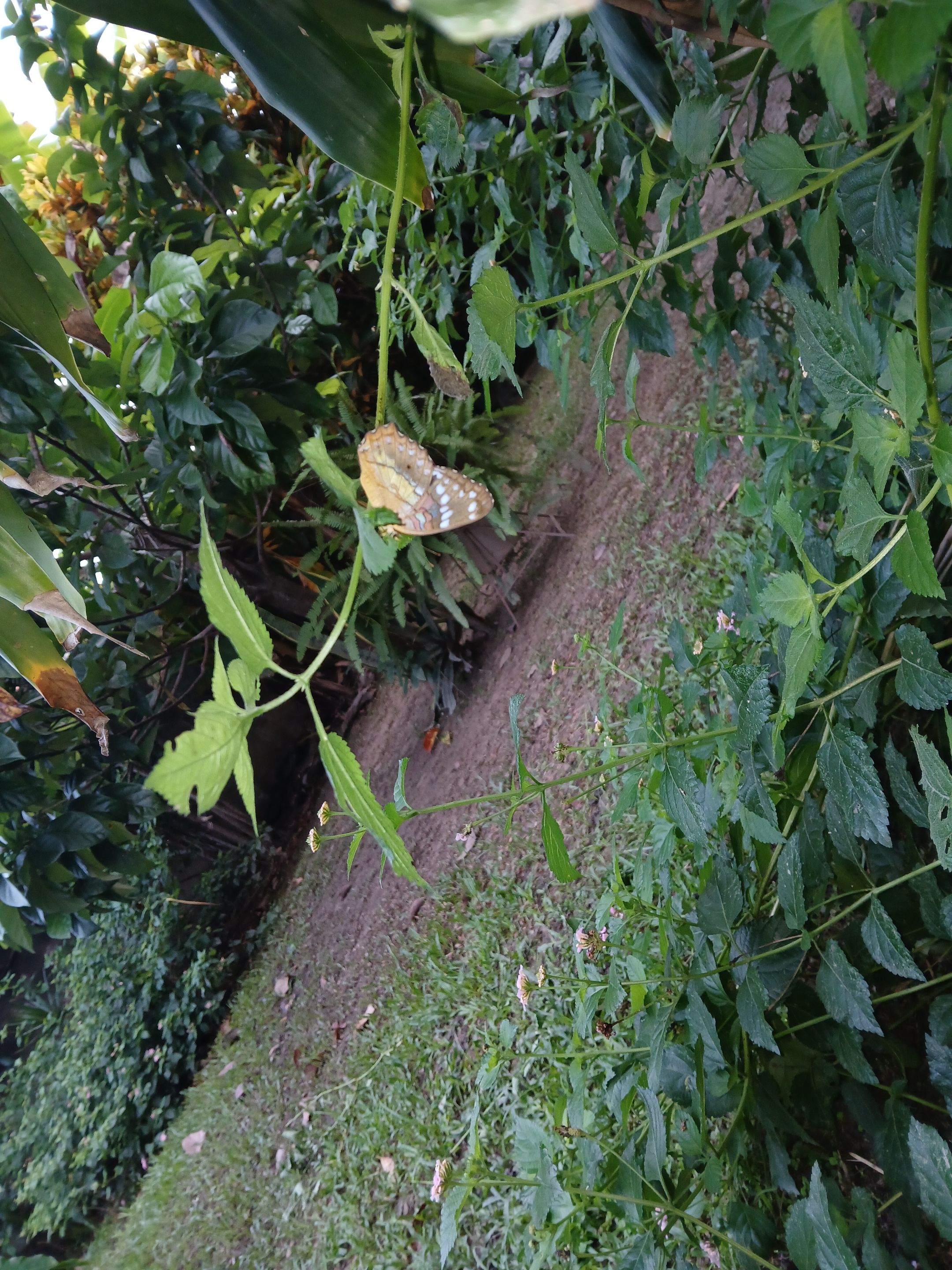20250706_065057.jpg