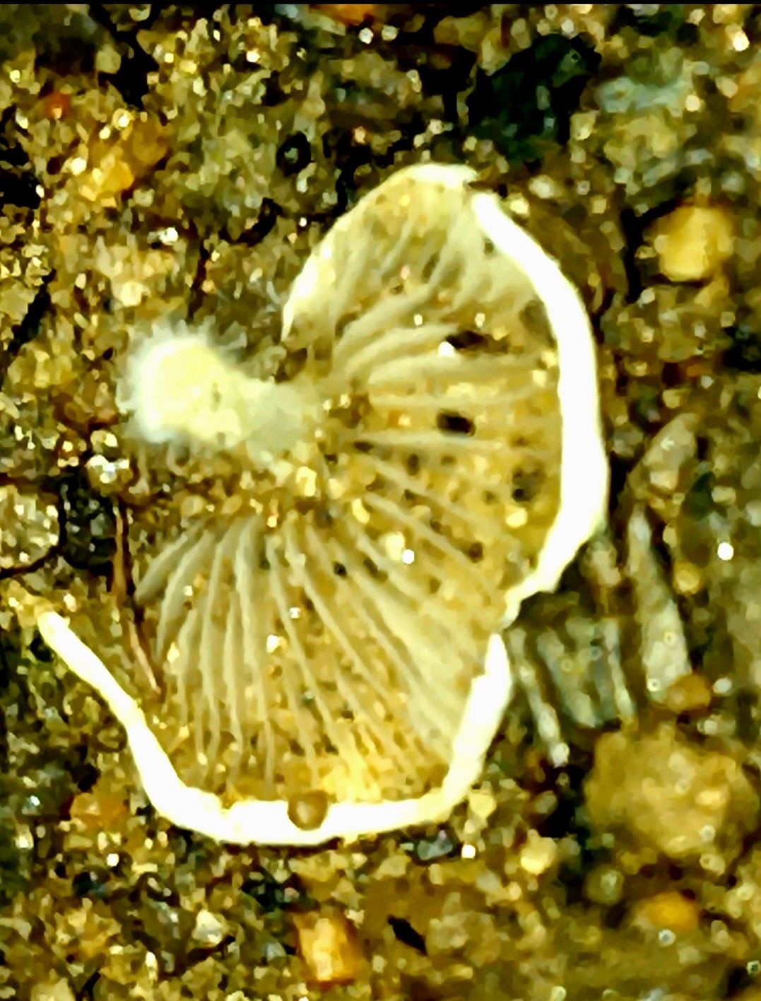 20250424_082432.jpg