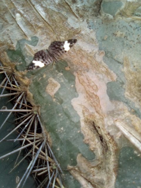 mariposa cactus.jpg