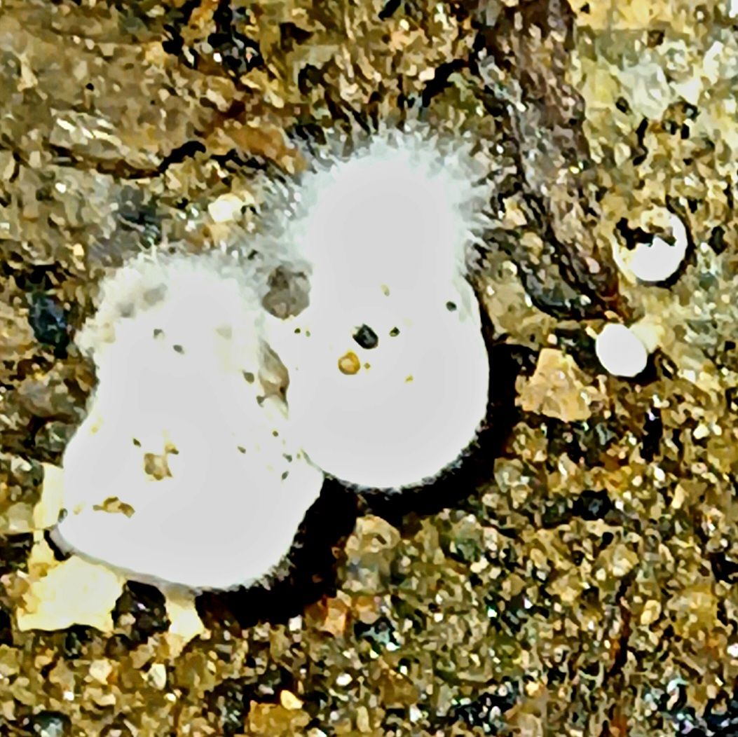 20250424_082448.jpg