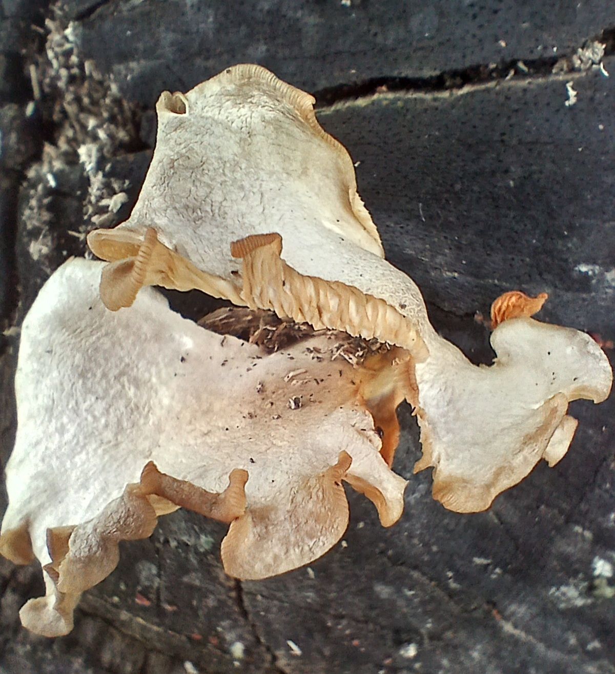 20250808_135448.jpg