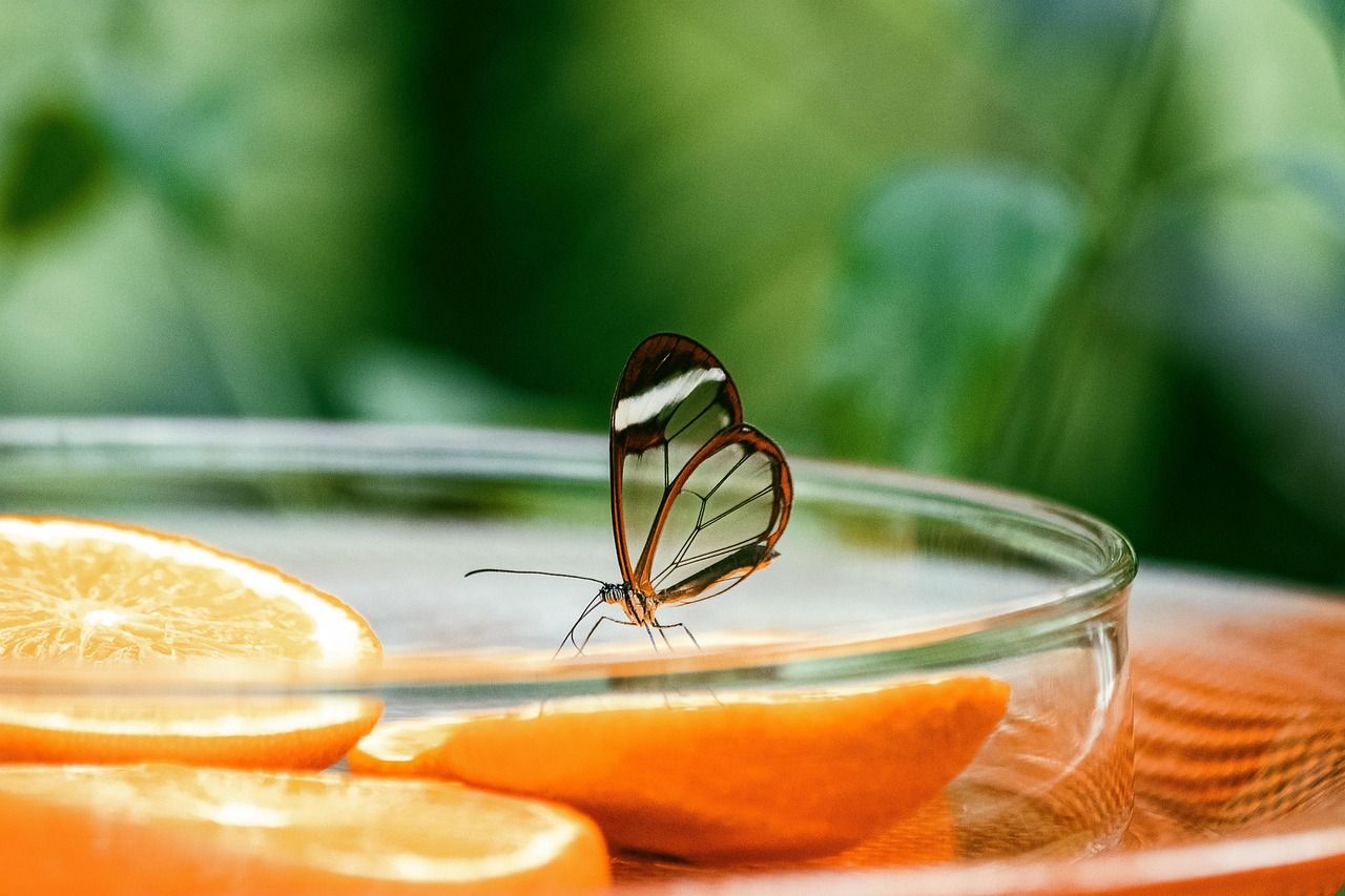 insect-4035660_1280.jpg