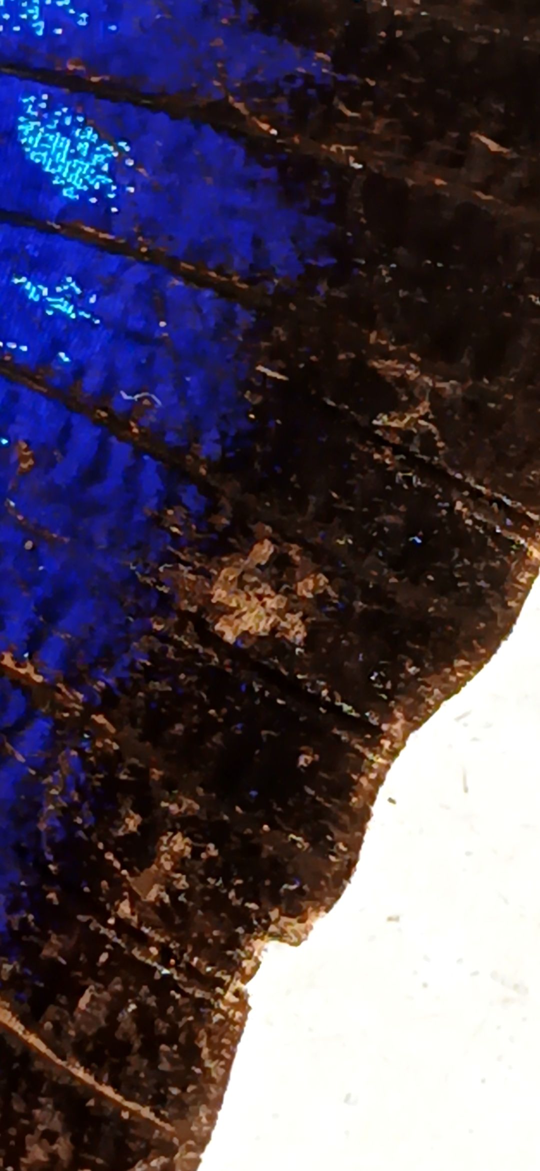 20250809_092602.jpg