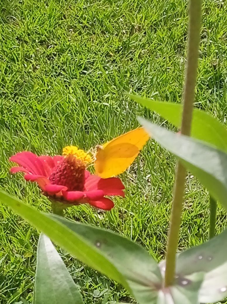 IMG_20210815_155615.jpg
