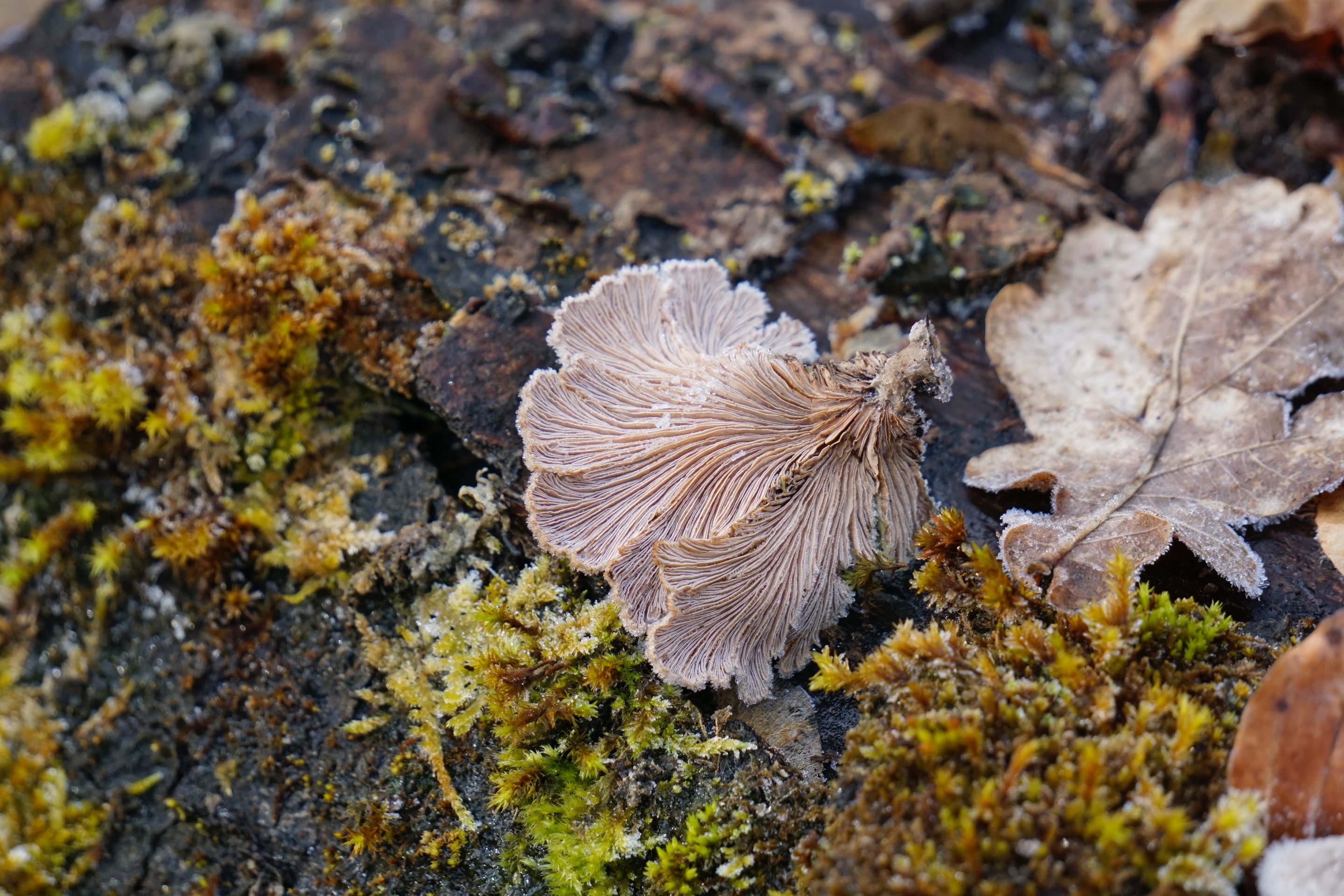 _DSC1602.JPG