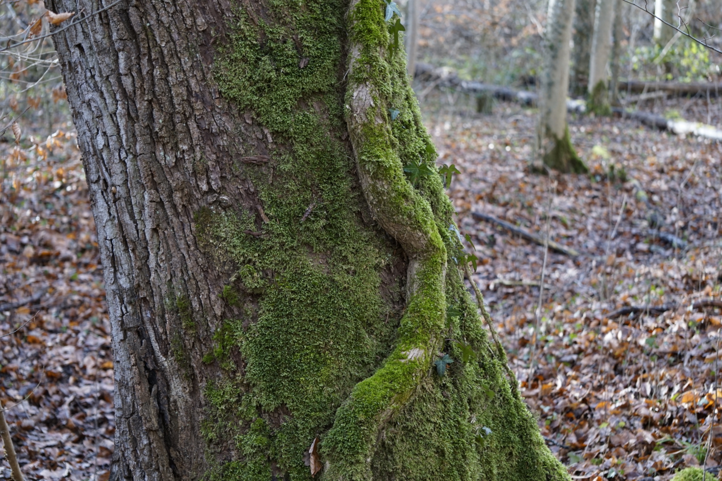 _DSC1692.JPG