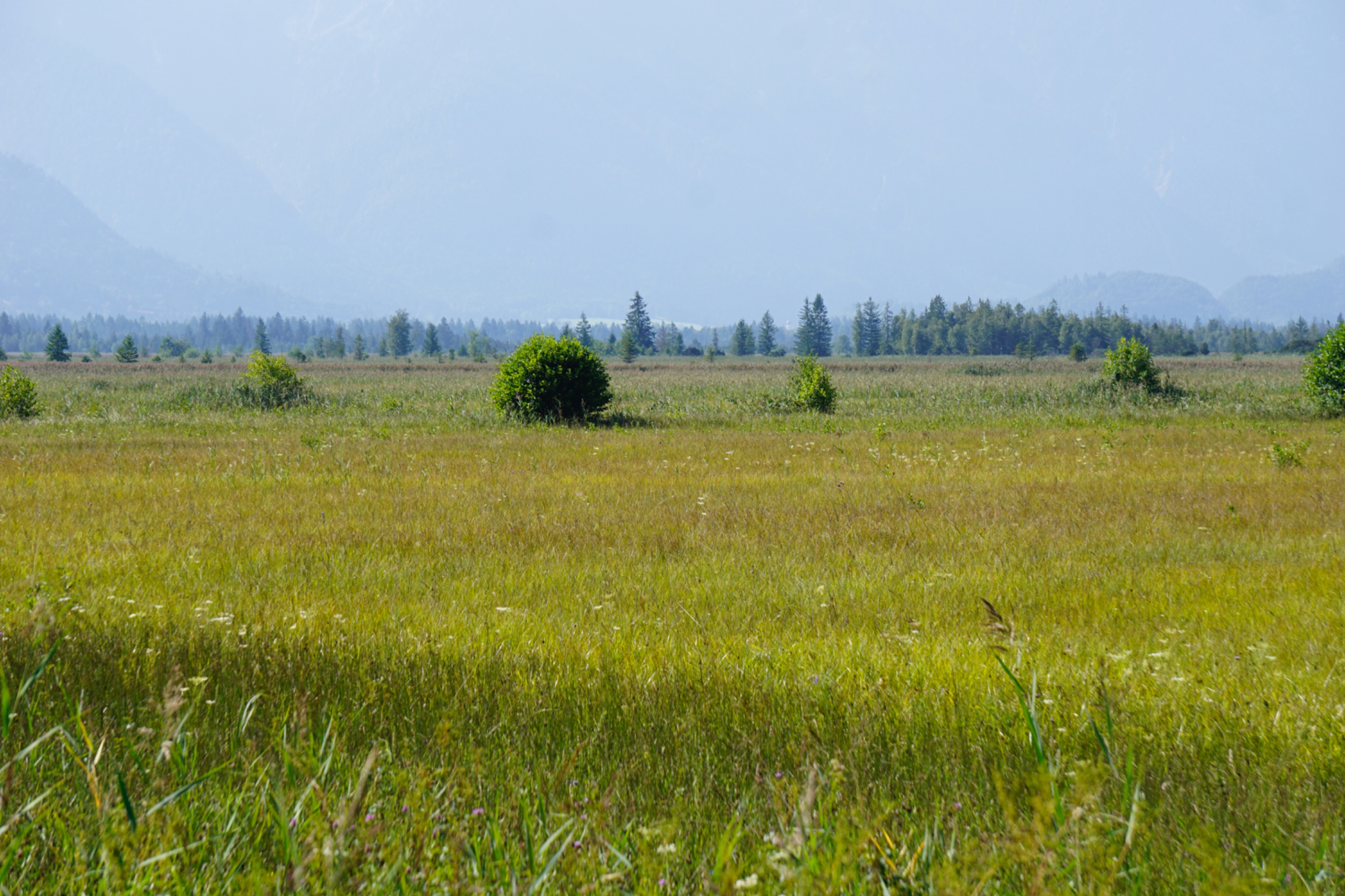 _DSC3439.JPG