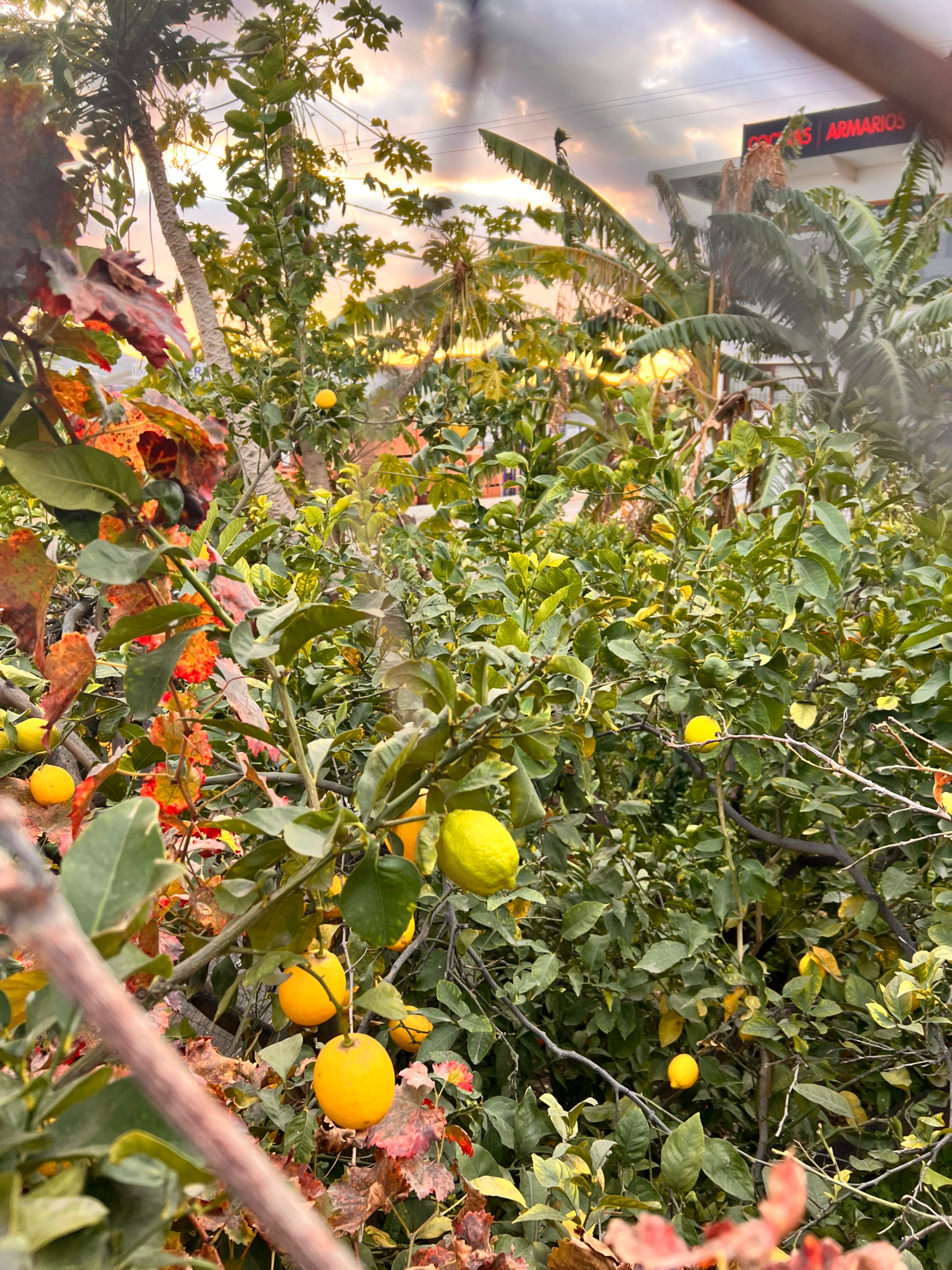 8565D185-1347-4651-A5E6-27D51C75DEC2.jpeg