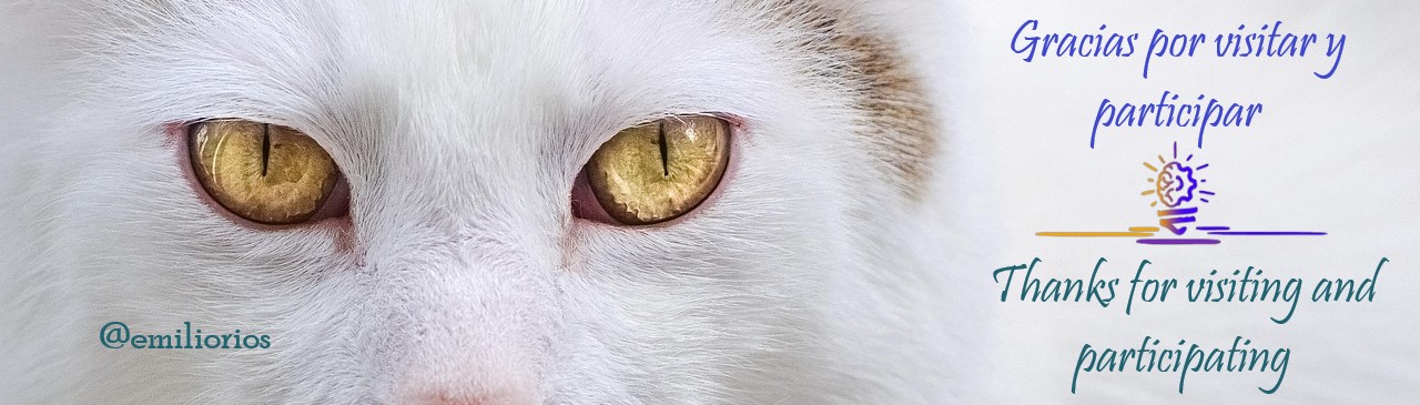 cat-6969866_1280.jpg/