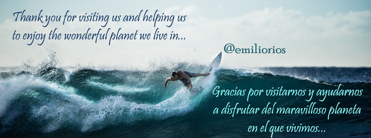 surfing-926822_1280.jpg