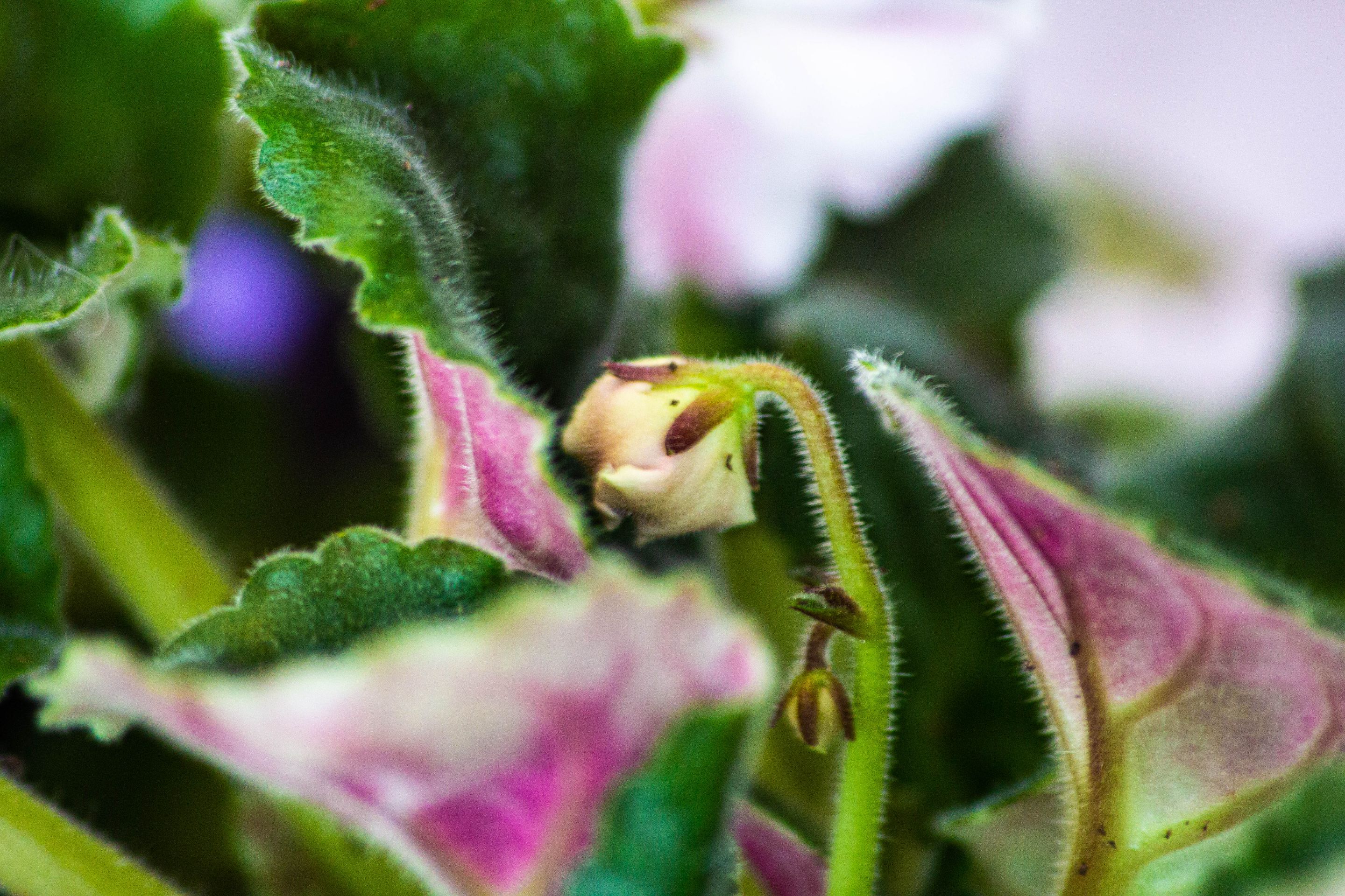 MayGardening-1-8.jpg