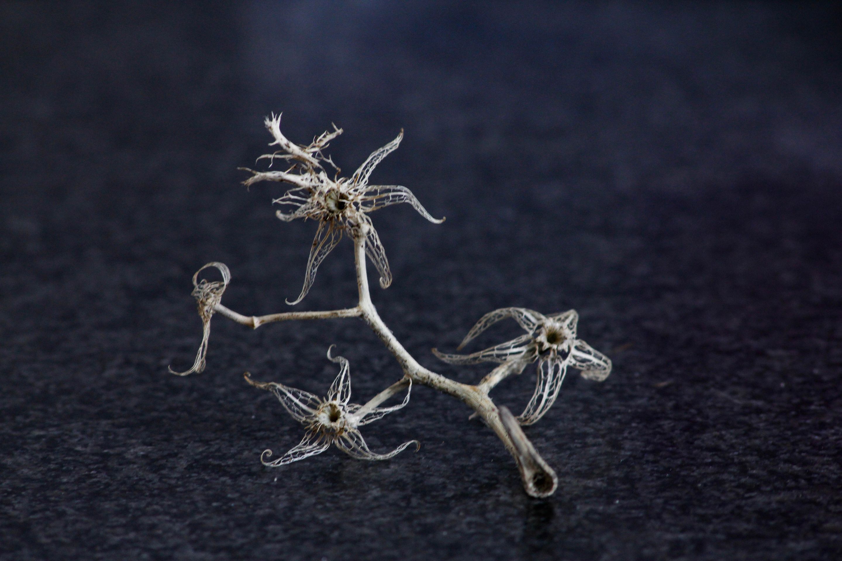 Skeletal-3.jpg