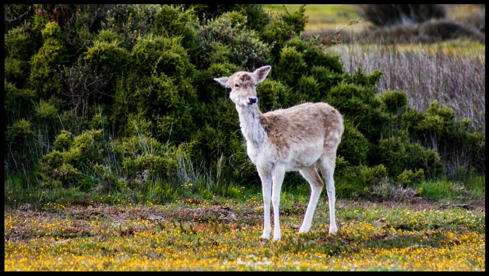 Fallow Deer Landscape.png