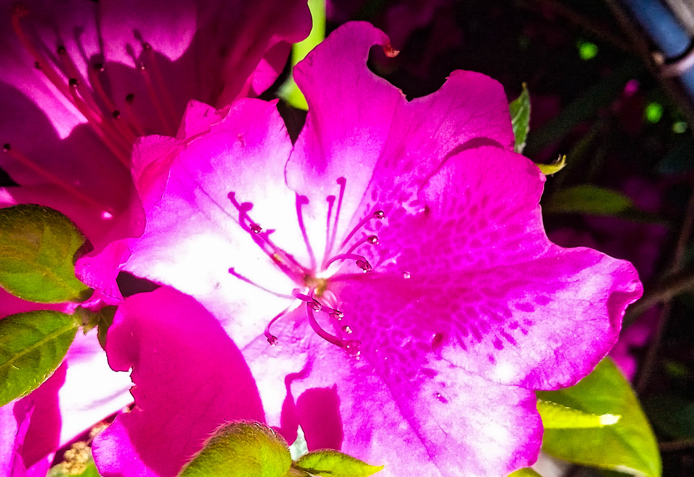 Wednesday Walk-11.jpg