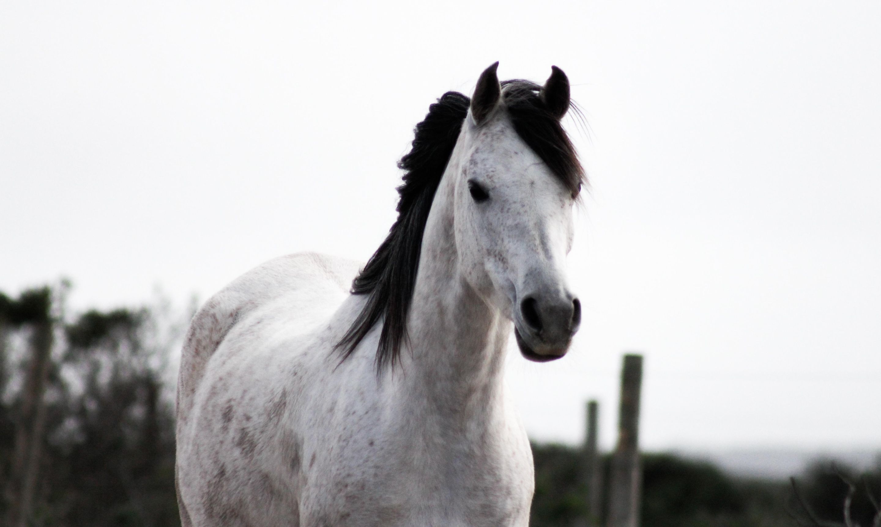 Wild Horses-2.jpg