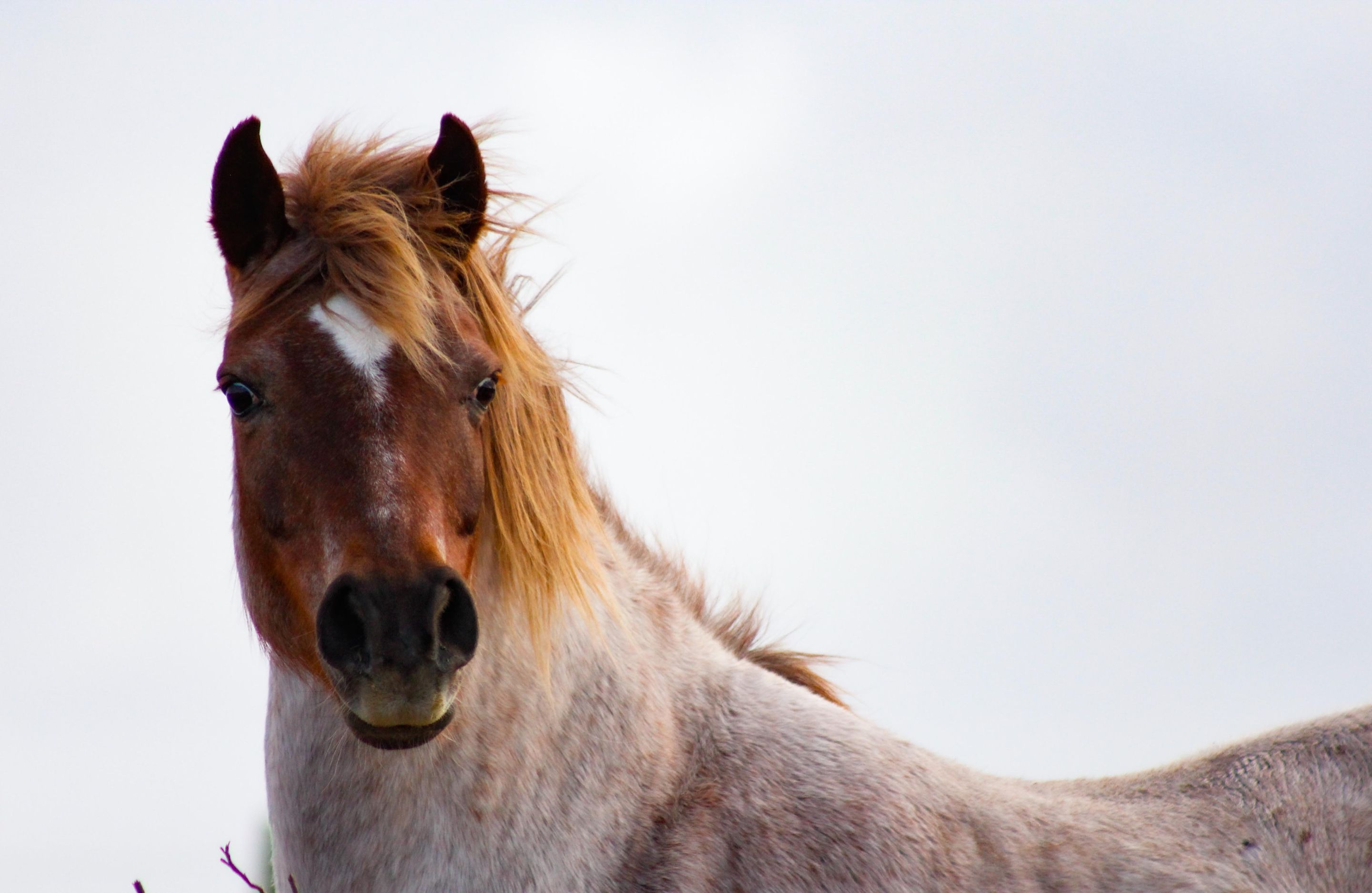 Wild Horses.jpg