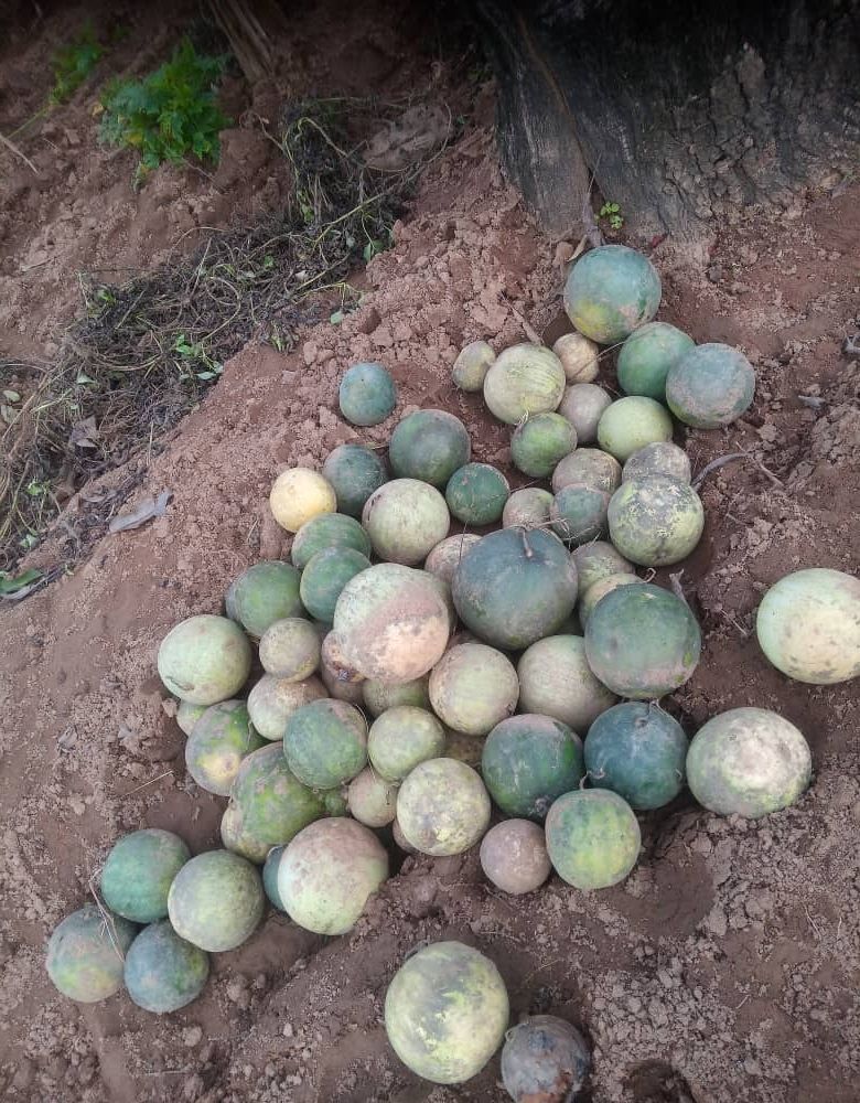 …
Payout: 0.530 HBDWhile cutting or harvesting our Egusi in the farm today, we killed a big snake that almost bite one of the farmer or worker. // Some of the risks famers faced while farming in the farm.
2025-09-06 15:29<div class="text-justify"> ![IMG-20250905-WA0057_1.jpg