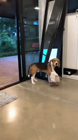 hug.gif