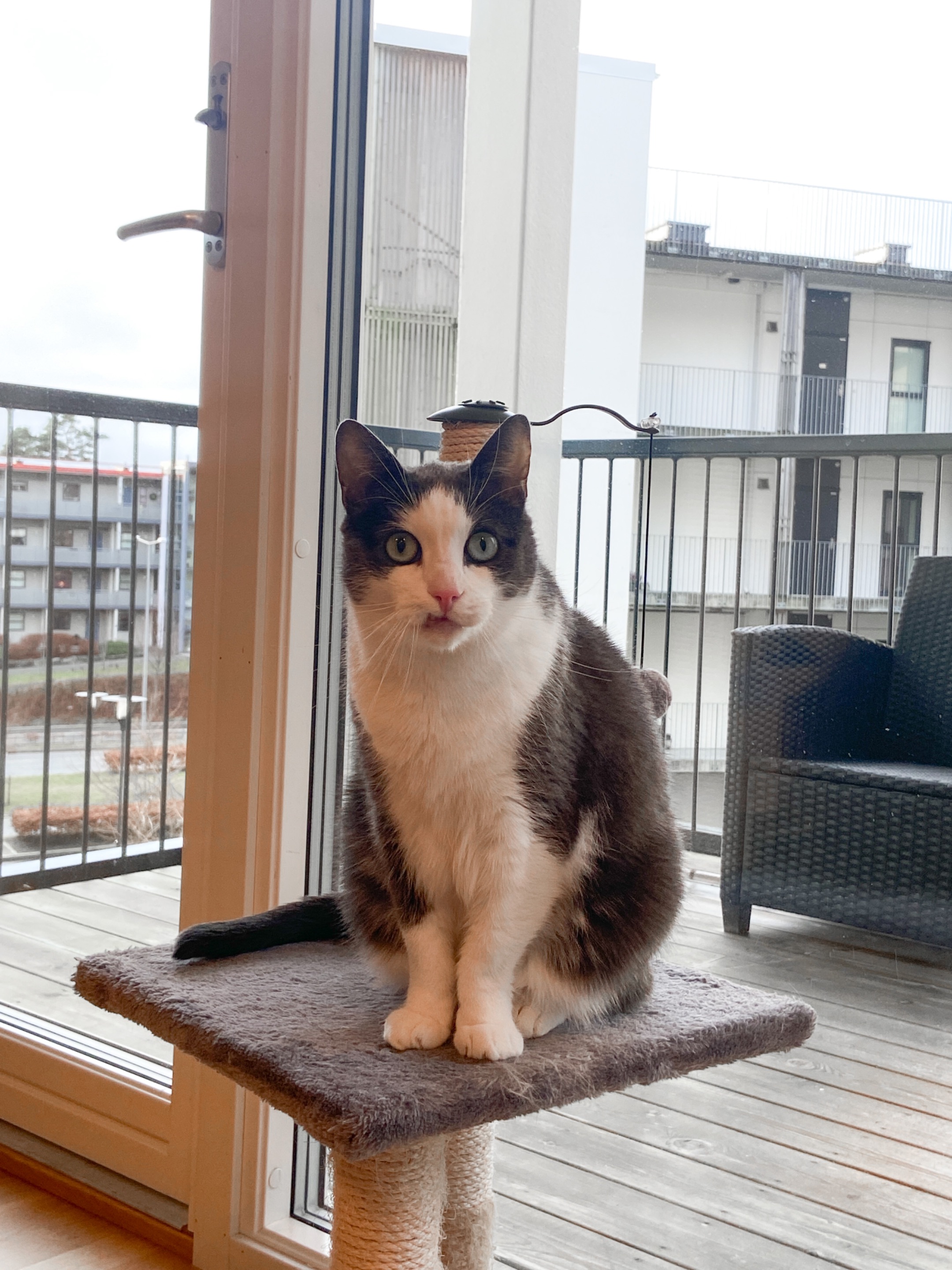 Our pretty cat Leo.