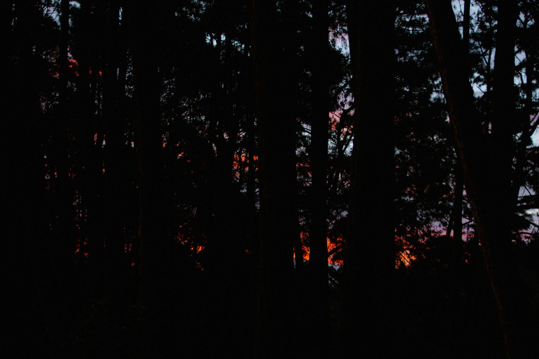 Bosque-19.jpg