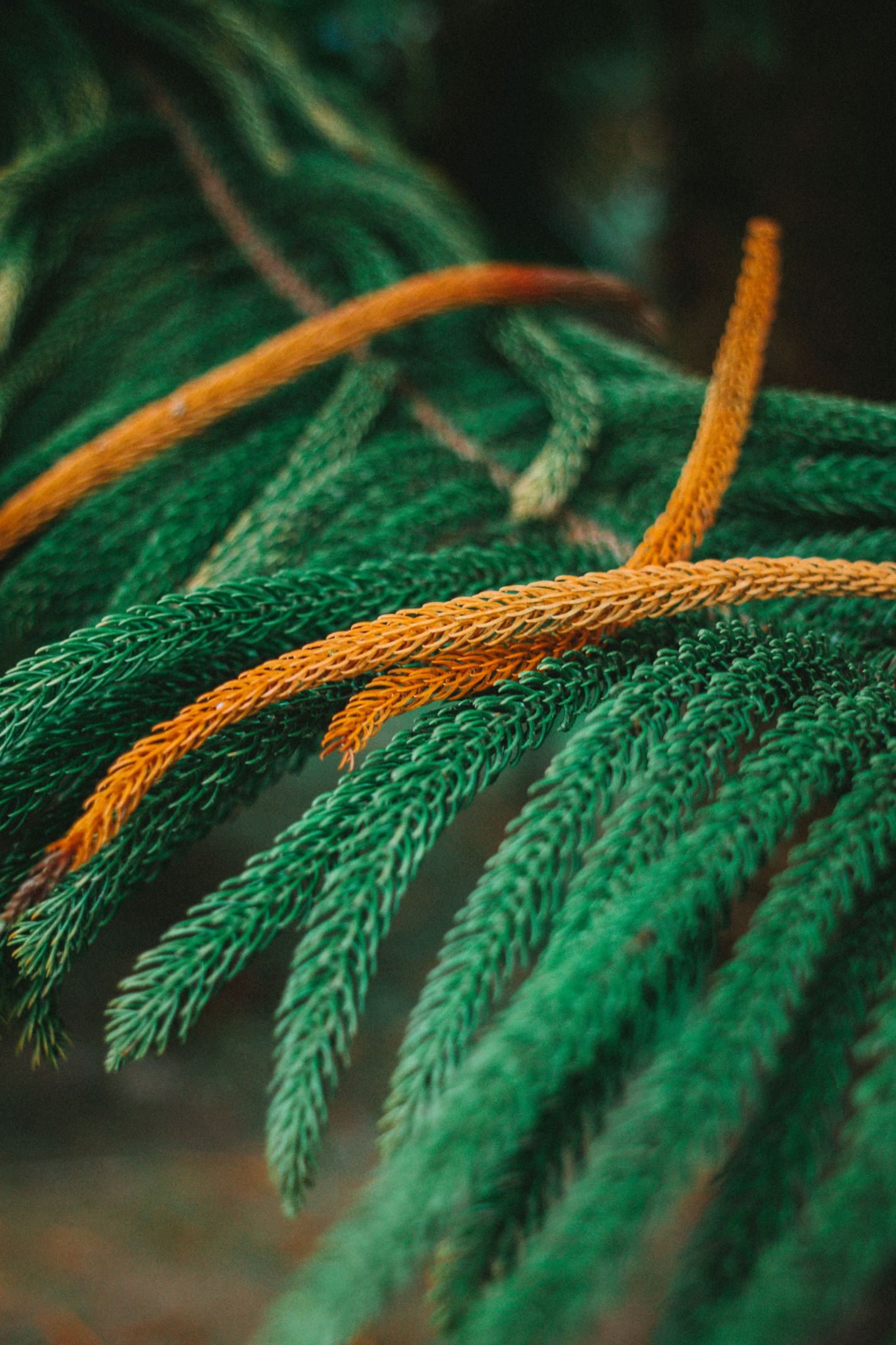 Tree-2.jpg
