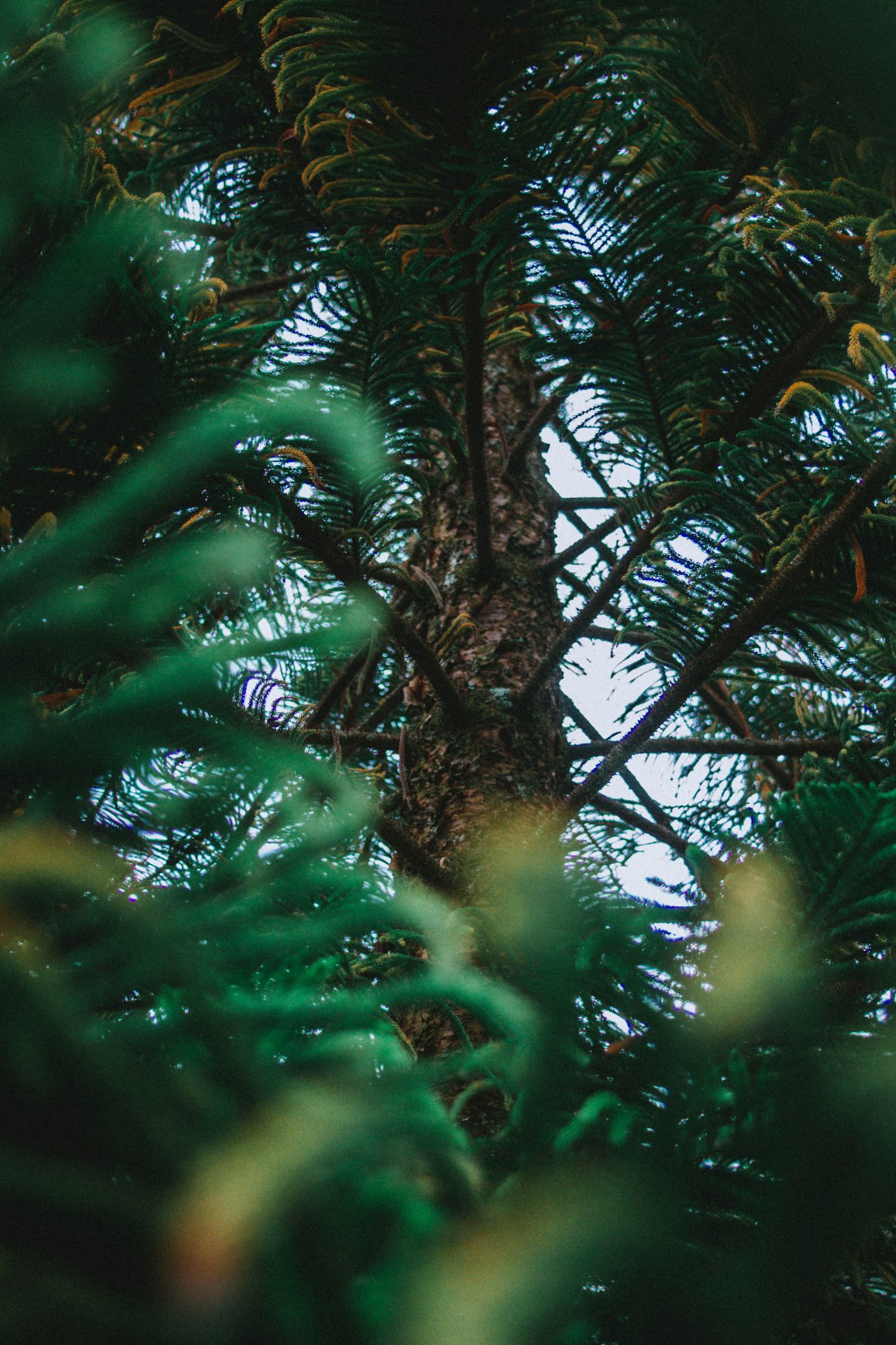 Tree-4.jpg
