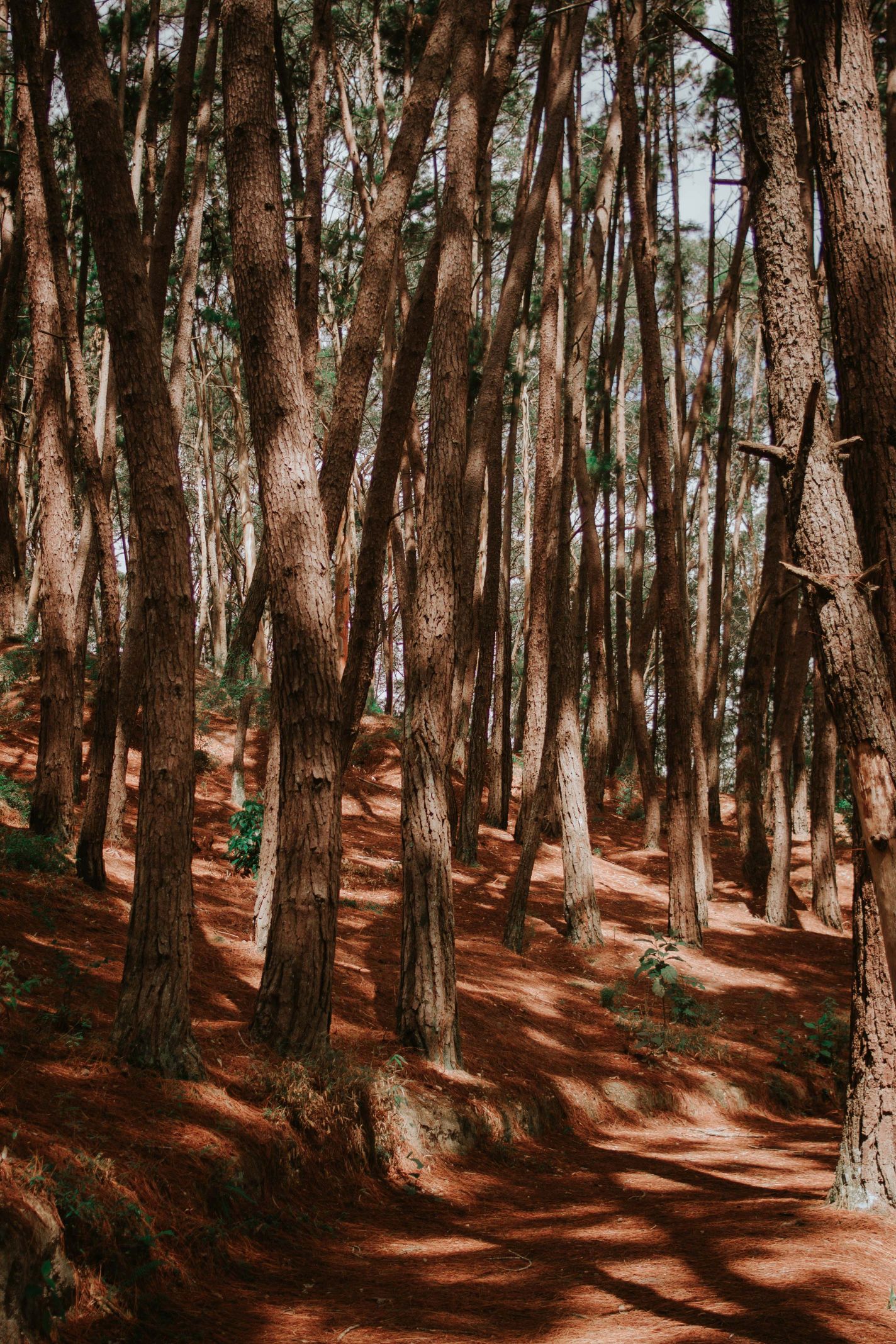 Bosque-44.jpg