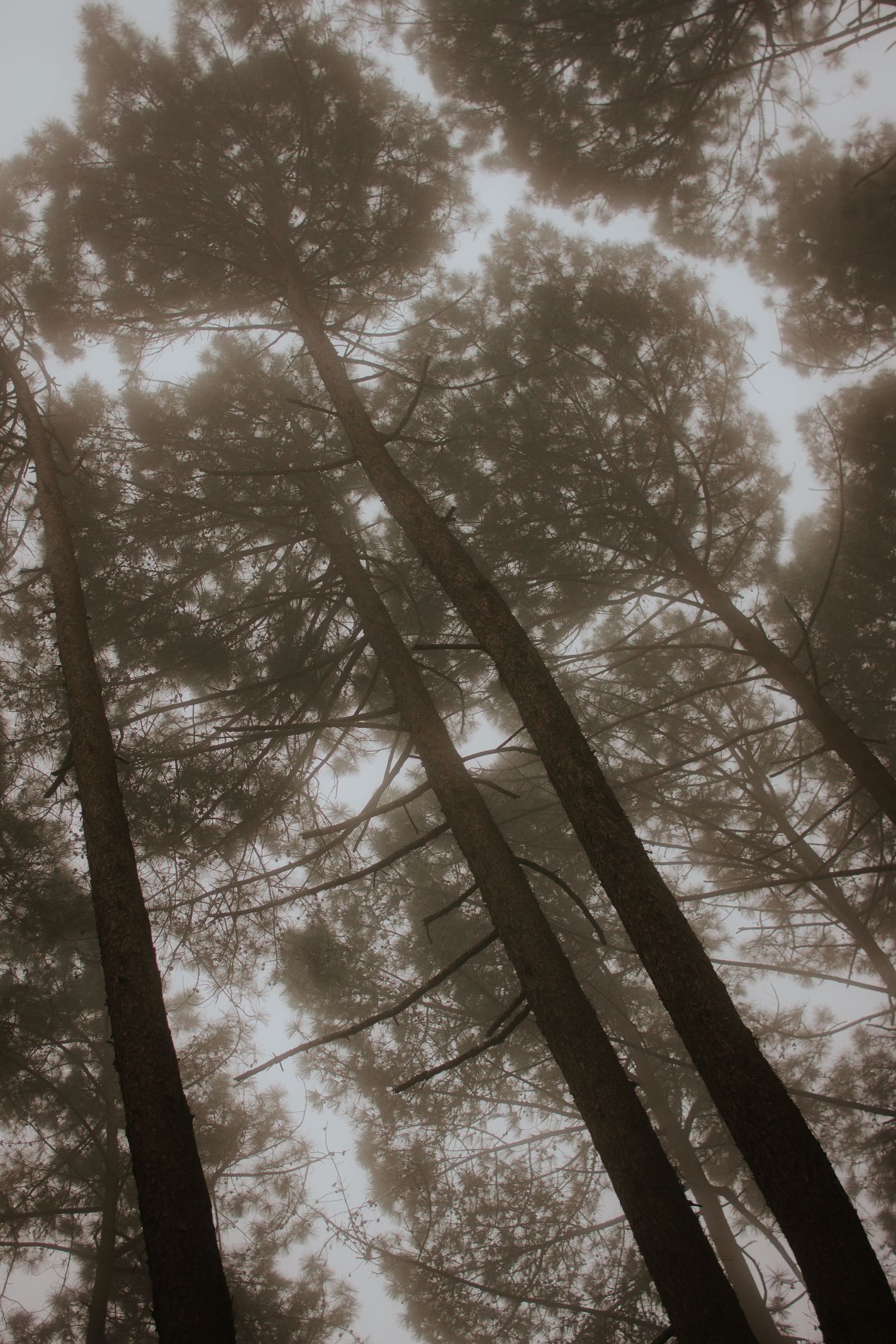 Bosque-32.jpg