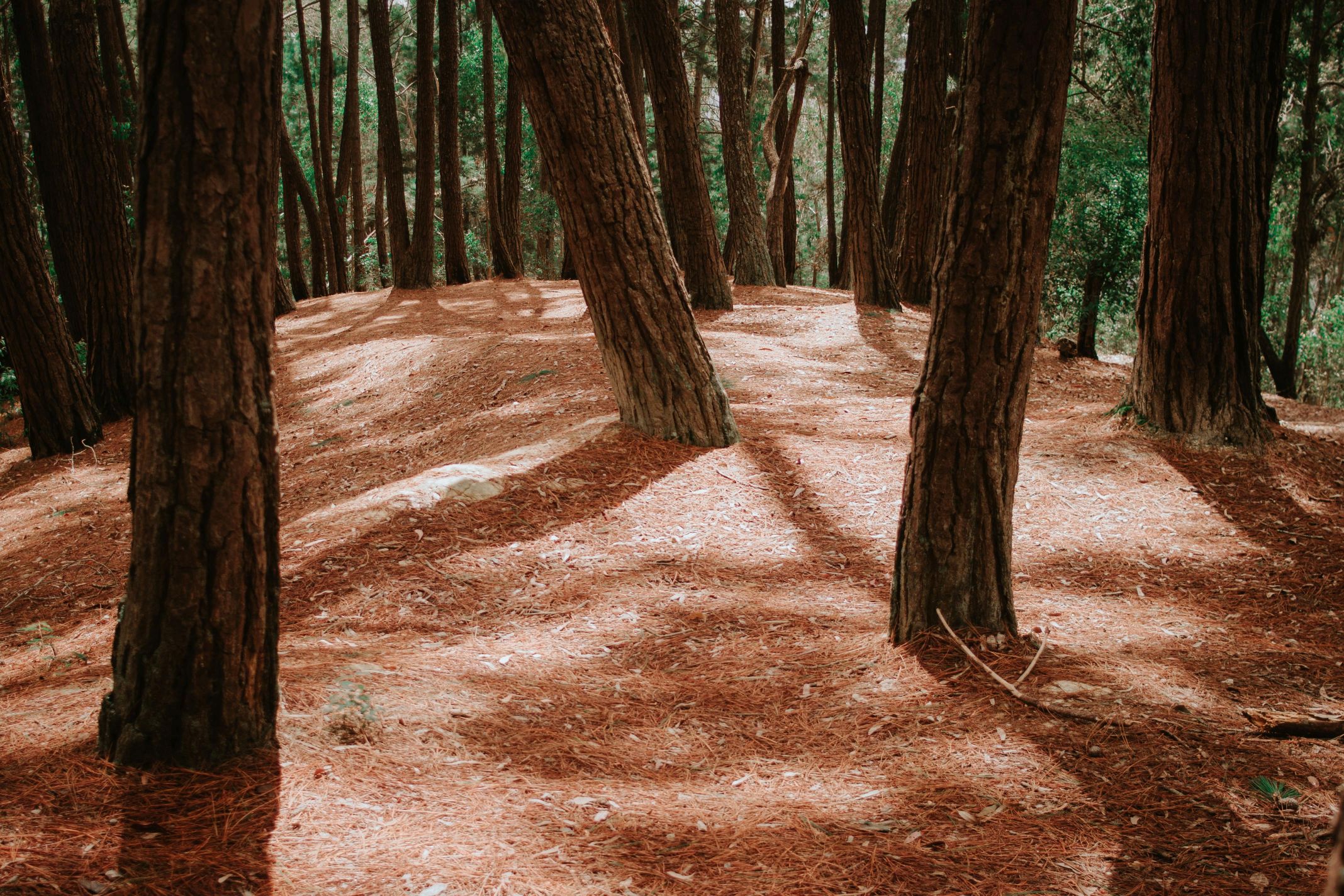 Bosque-40.jpg